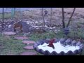 Fox Eyeing a Cardinal