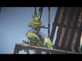Wild Parrots at Brooklyn Bird Feeder