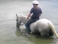 swimming on horseback