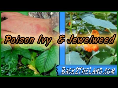 how to harvest jewelweed