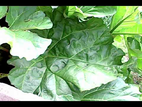 how to start a rhubarb patch