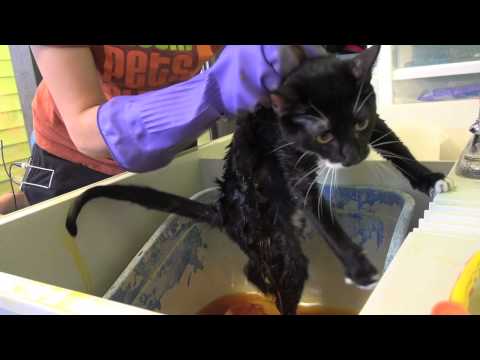 how to cure ringworm in cats