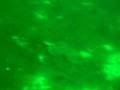 Divebuddies test movie