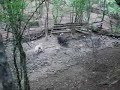 Istocno sibirska lajka-Nalle od Eger Istocno sibirska lajka-Nalle od Eger