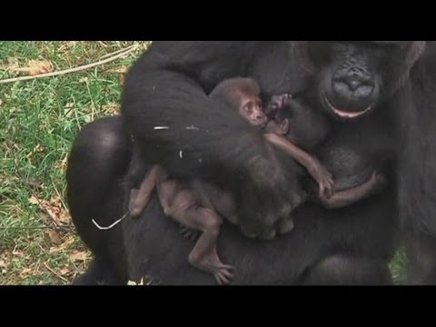 Baby gorillas: Twin gorillas born in a Dutch zoo