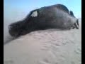 pismo beach most wanted