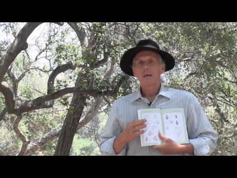 how to harvest epazote