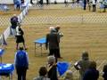 videos de Nolan River Kennel Club, Glen Rose, TX January 4, 2009 French Bulldog Puppies 6-9 months