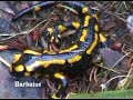Salamandra ( Salamandra salamandra )