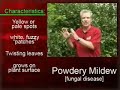 Landscape Enemies: Powdery Mildew