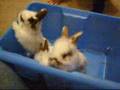 baby rabbits now 3 weeks old