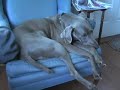 He Belongs on the Furniture