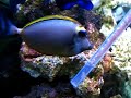 baby lionfish feeding bottle