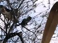 Dog Barks at Cat After Chasing It on Tree