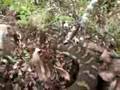 3 Metre Carpet Python