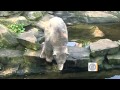 The mysterious death of Knut the polar bear