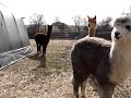 Curious Alpacas