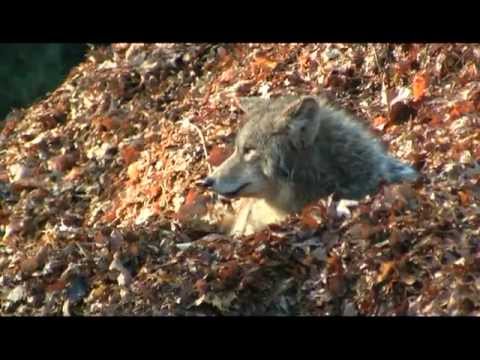 See video