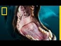National Geographic Live! - Face-to-Face with a Leopard Seal
