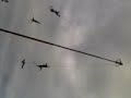 Voladores de Papantla