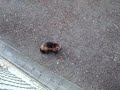 Vielfrass - Wildlife No6