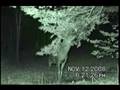 Buck working a scrape November 12, 2008