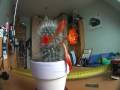 Cactus Timelaps