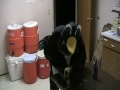 Penguin teaches Rachel about over-nighters Penguin teaches Rachel about over-nighters