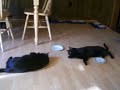 Cats on Weed
