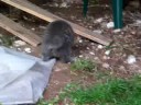 Smokey and the mouse