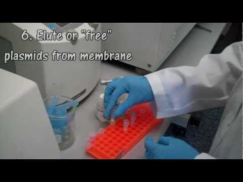 how to isolate plasmid dna
