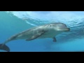 Atlantis Bahmas Dolphin Cay Habitat