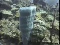 Barry Cleland : The Scuba Diver