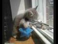 Cute and Funny Animals!