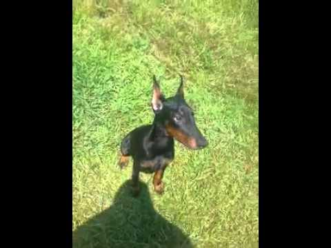 AKC SHOW WORKING QUALITY EUROPEAN BLACK FEMALE