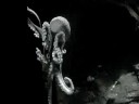 Octopus Blijdorp