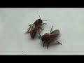 Bees in the Bathroom