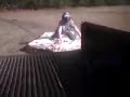 Redneck Mattress Surfing