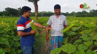 মালচিং পেপারে( Mulch Film) লাউ- ১৫০০ টাকা খরচে ১ লাখ টাকার বেশি আয়-তরমুজের মাচায়