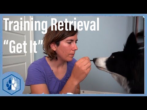 video-linktoworks-How to train Retrieval / "Get it" / Service Dog...