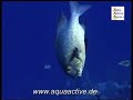 Wakatobi Dive Resort Wakatobi Dive Resort