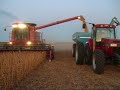 cutting soybeans in iowa.