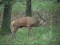 Old Red deer [Veluwe]