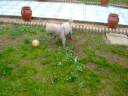 CACHI-CACHI CACHI-CACHI