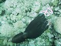 Red Sea Octopus (2)