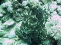 Red  Sea Octopus (2)
