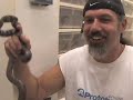 SnakeBytesTV-snake bites nose!!