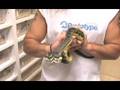 SnakeBytesTV-snake bites nose!!