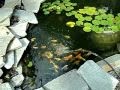 Coolest Koi Pond !!!!!!!!!!!!!!!!!!!!!!!!!