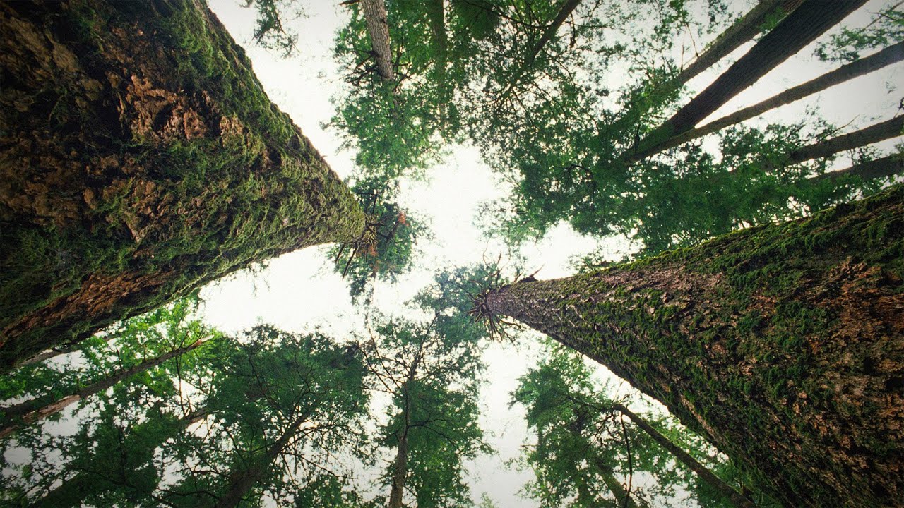 How trees talk to each other | TED